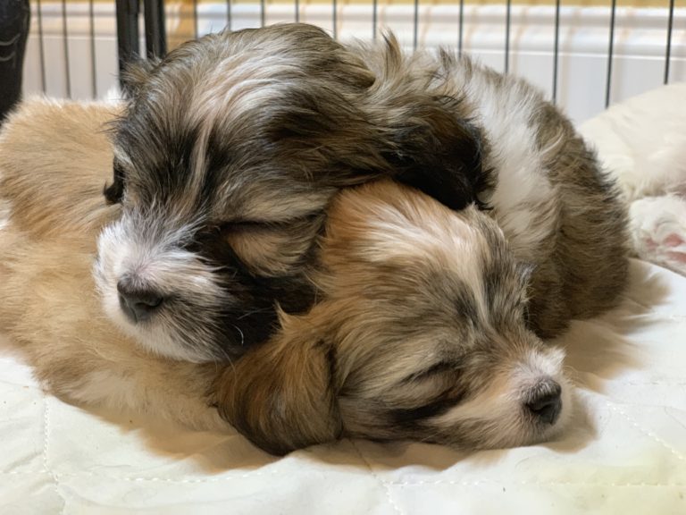 cuddling pups
