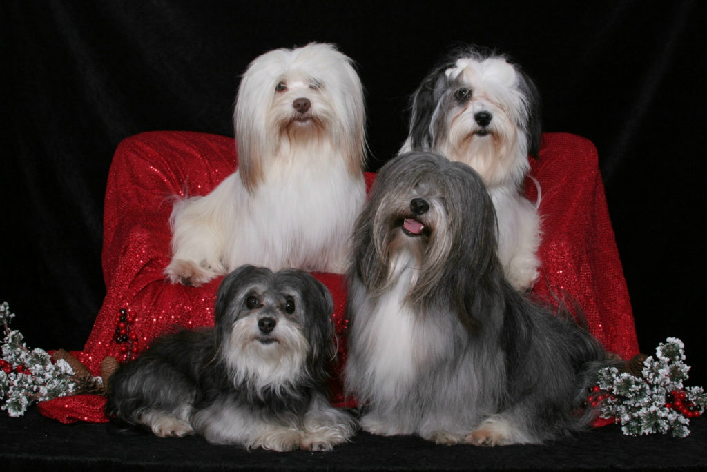 Molly, Mikie, Maverick, and Murphy--all healthy FaustHouse breeding dogs.