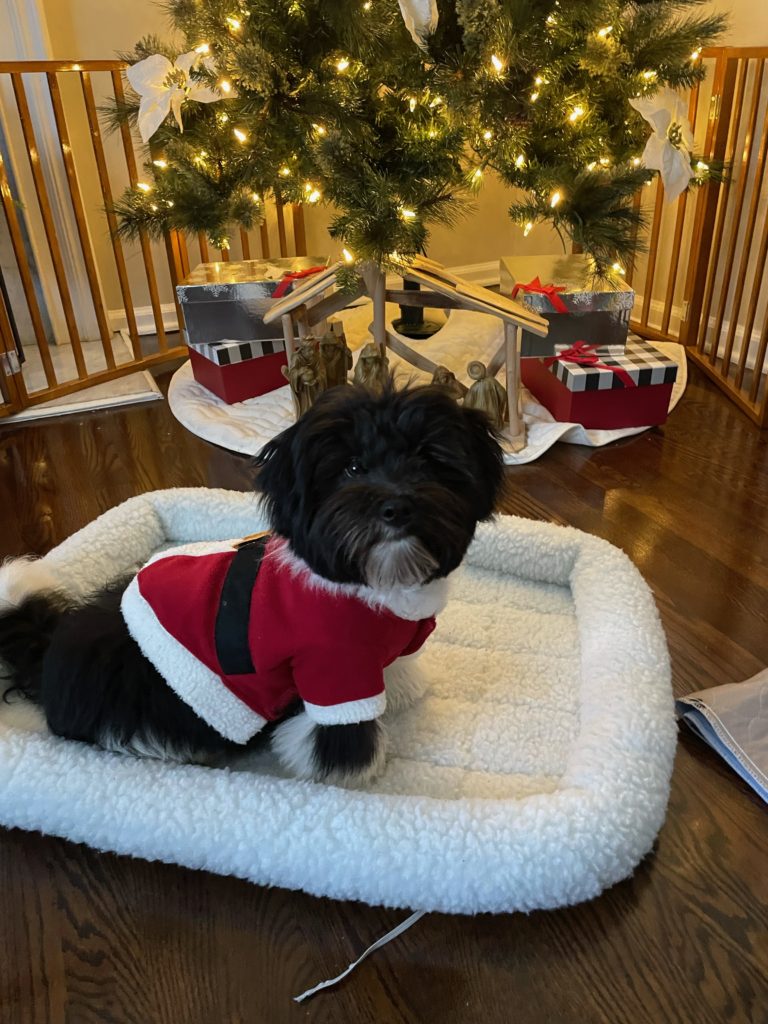 Christmas Puppy