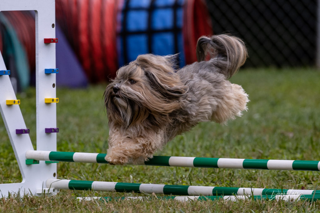 Gkar Agility Jumps