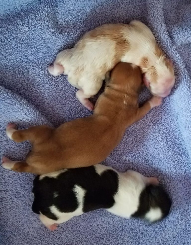 Hailey's pups