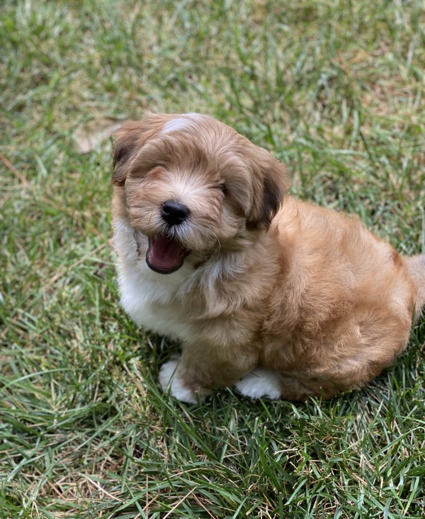 Ezra puppy