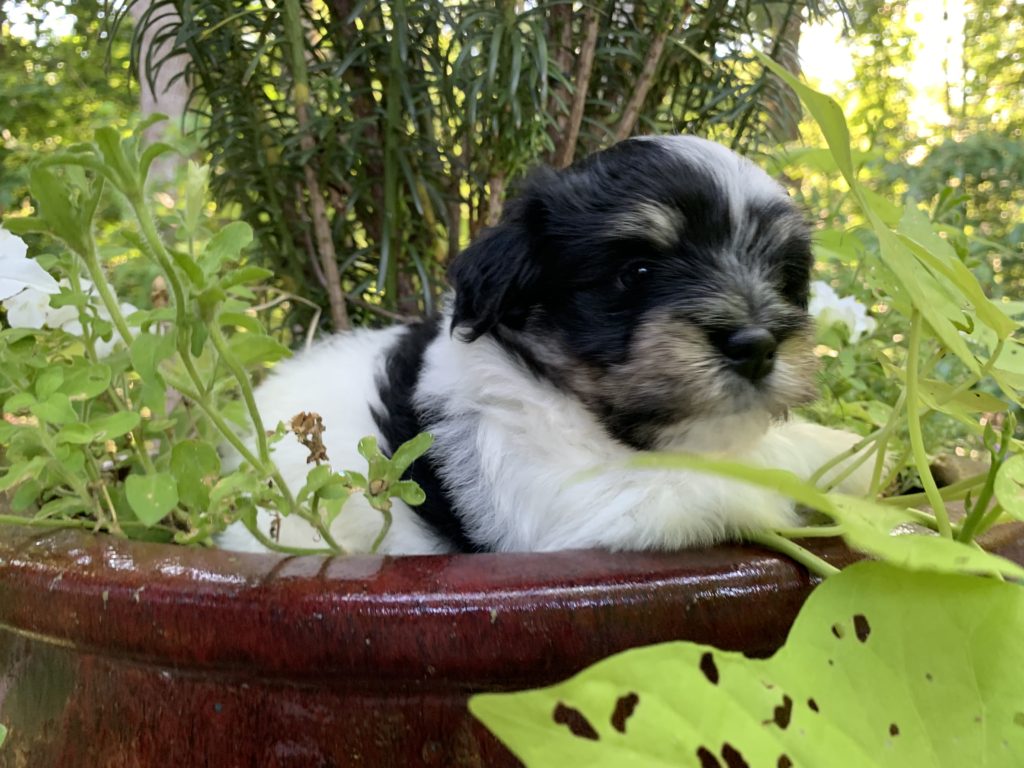 Black and white parti puppy