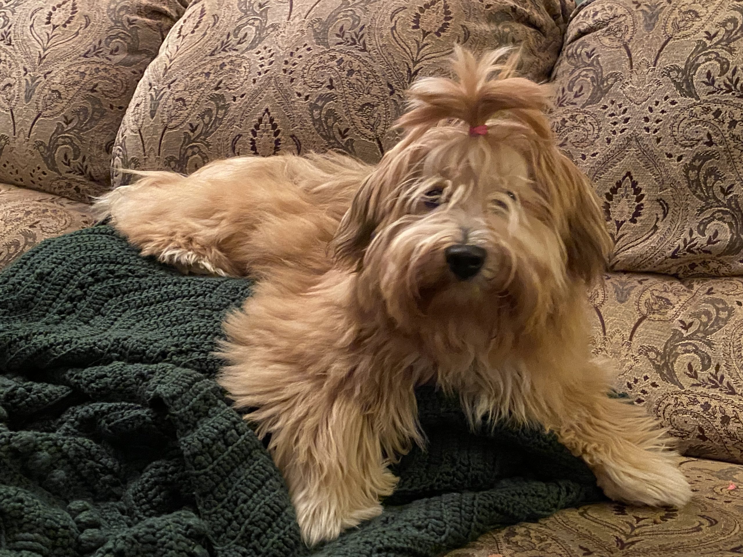 Ezra relaxing on couch