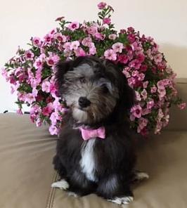 Puppy with flowers