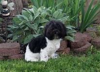 Lacee in Backyard