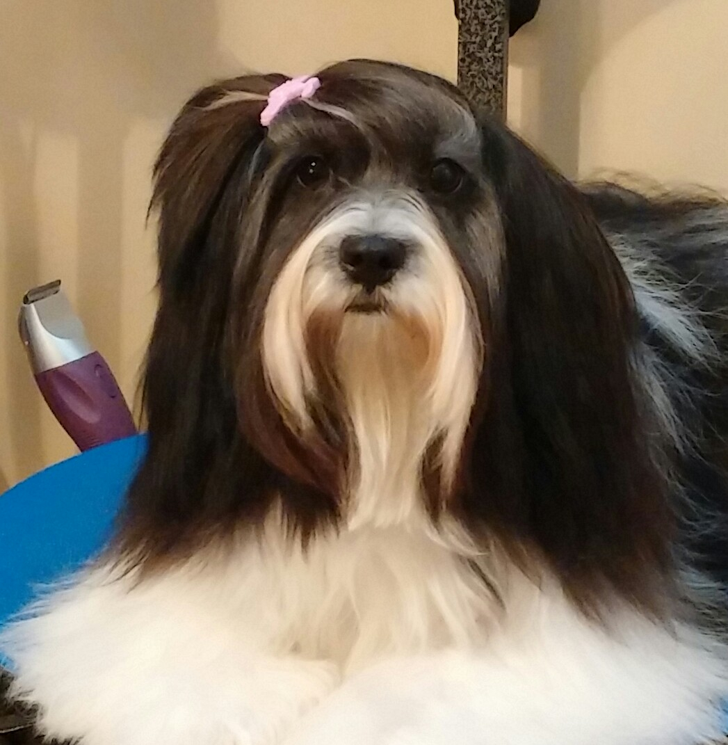 Luna Groomed