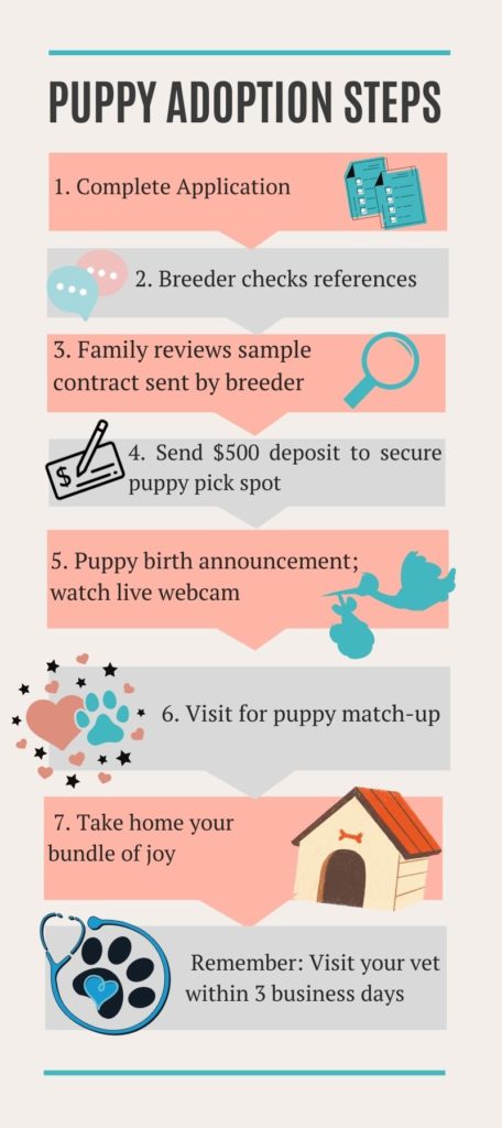 Adoption Process Infographic