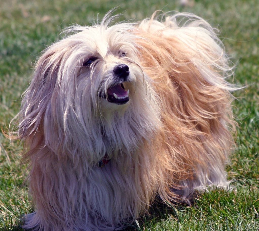 Havanese dog