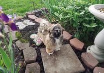 Ellie walking through the garden