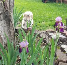 Hailey and the Irises