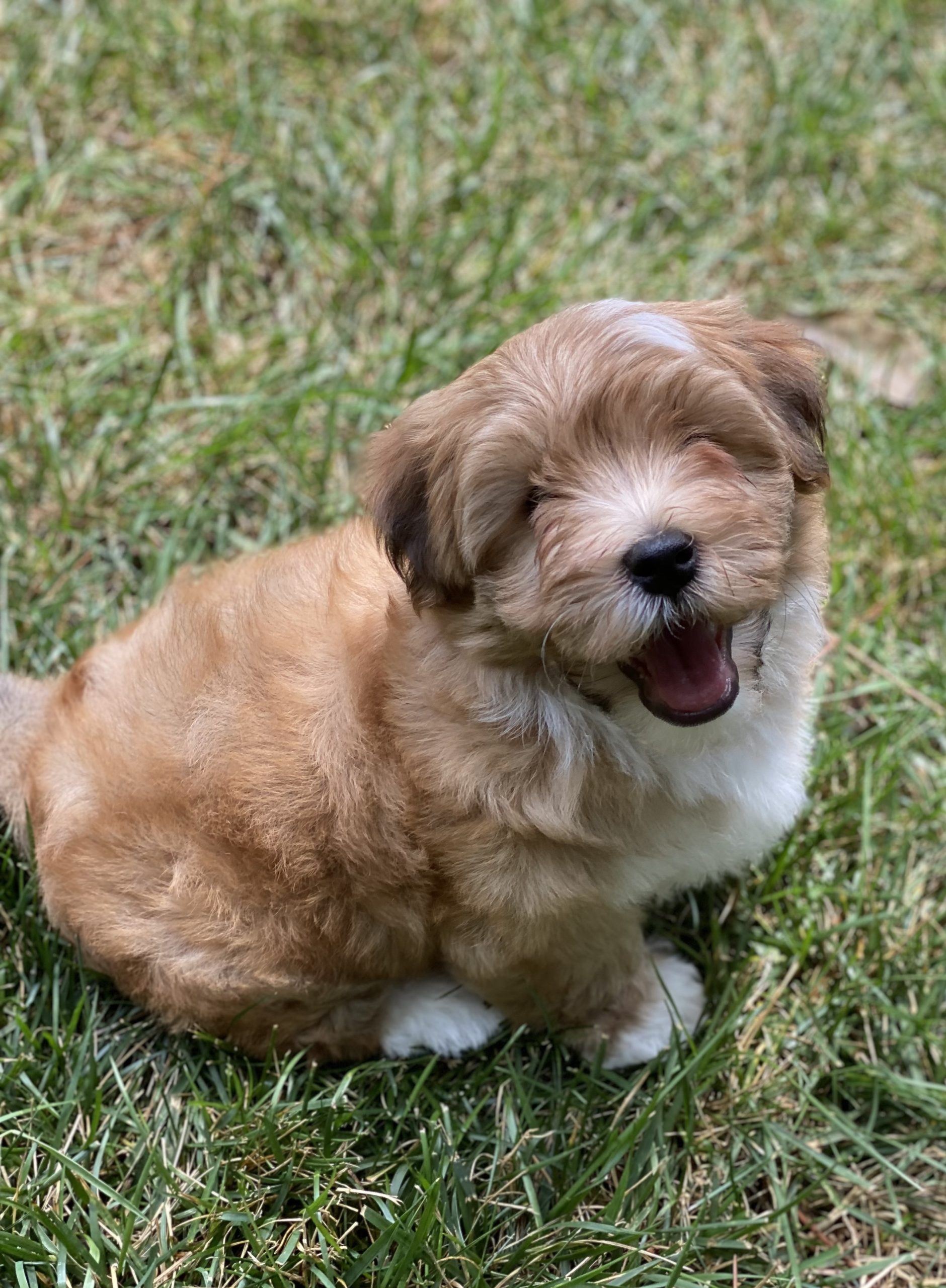 Ezra’s Page - FaustHouse Havanese