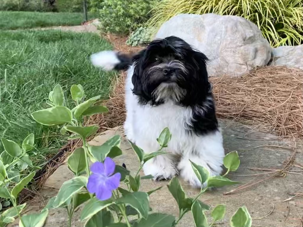 Lacee and the vinca