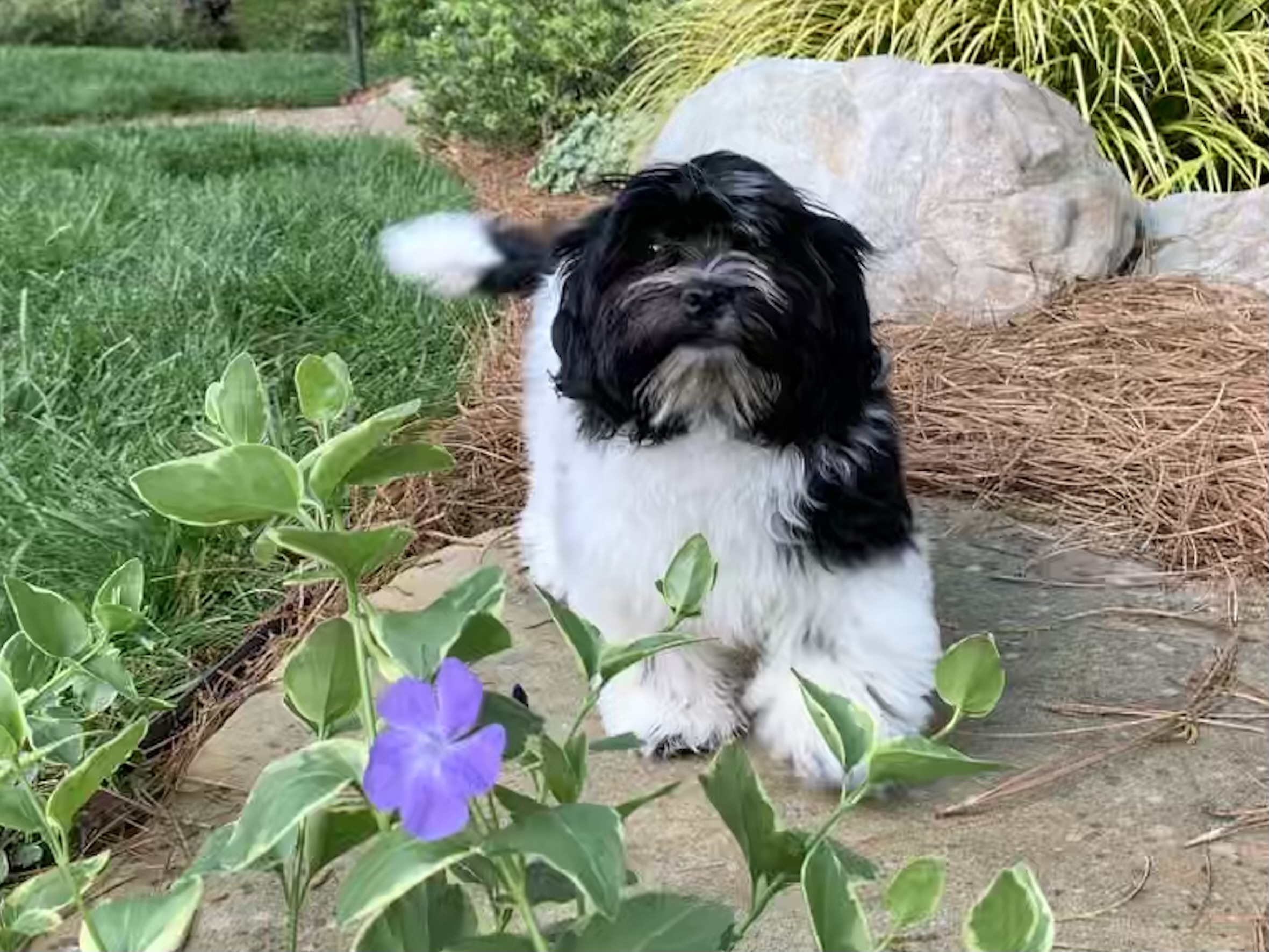 Lacee and the vinca