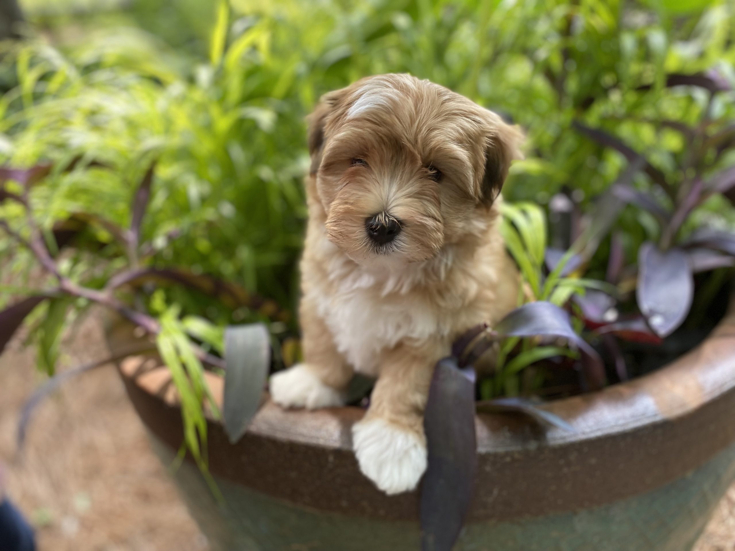 Ezra checking out plants