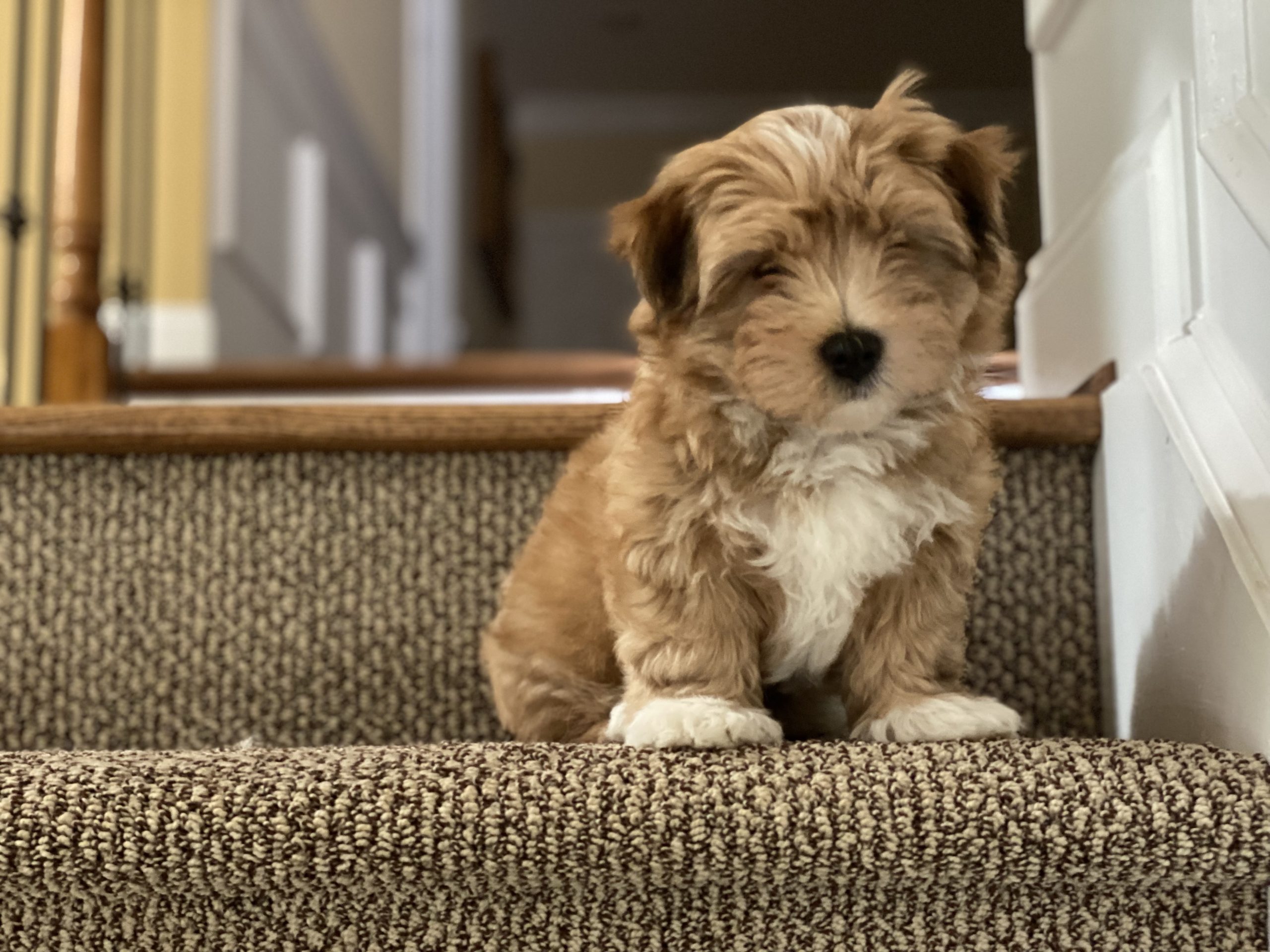 Ezra learning stairs