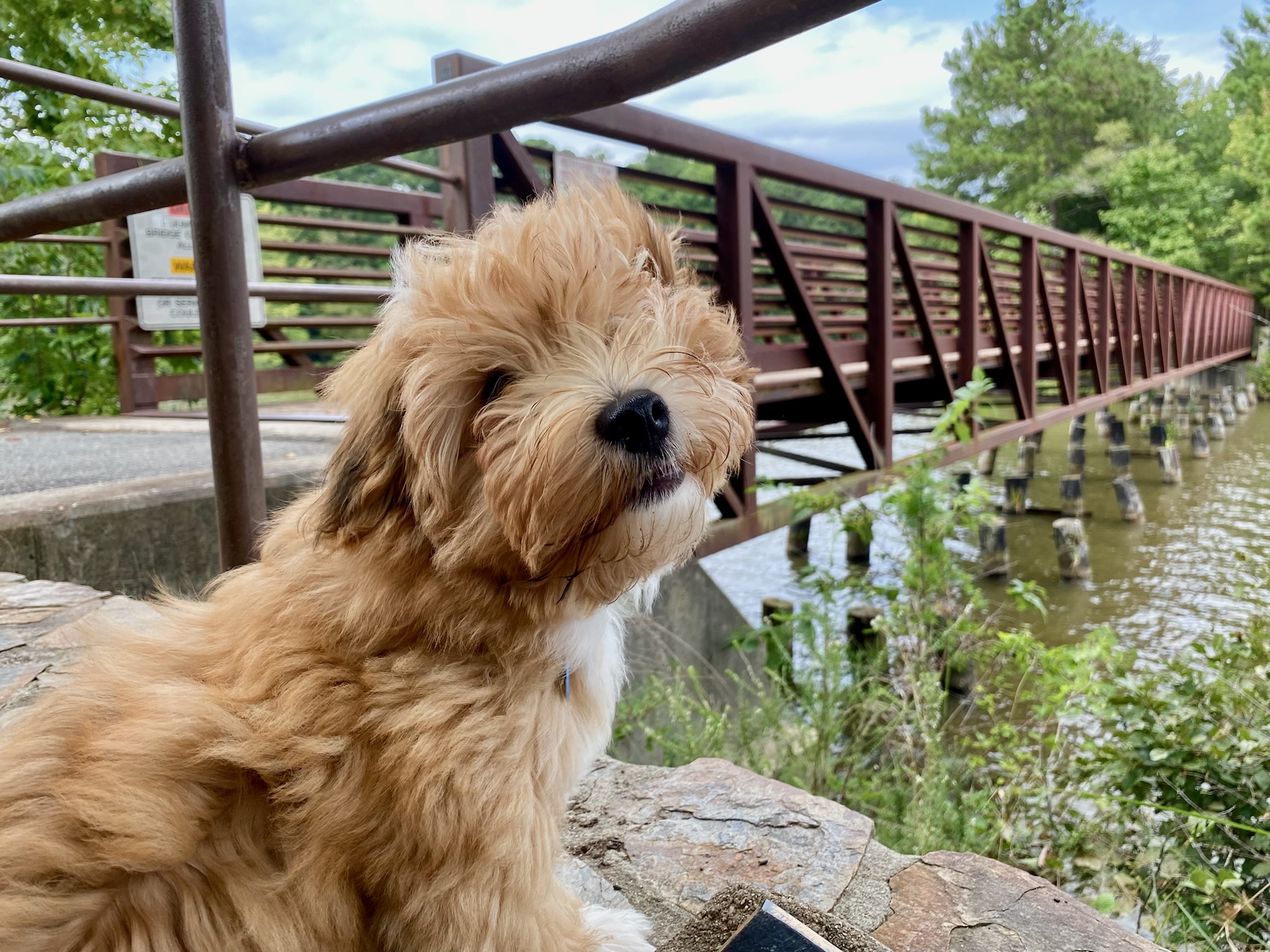 Ezra out for walk