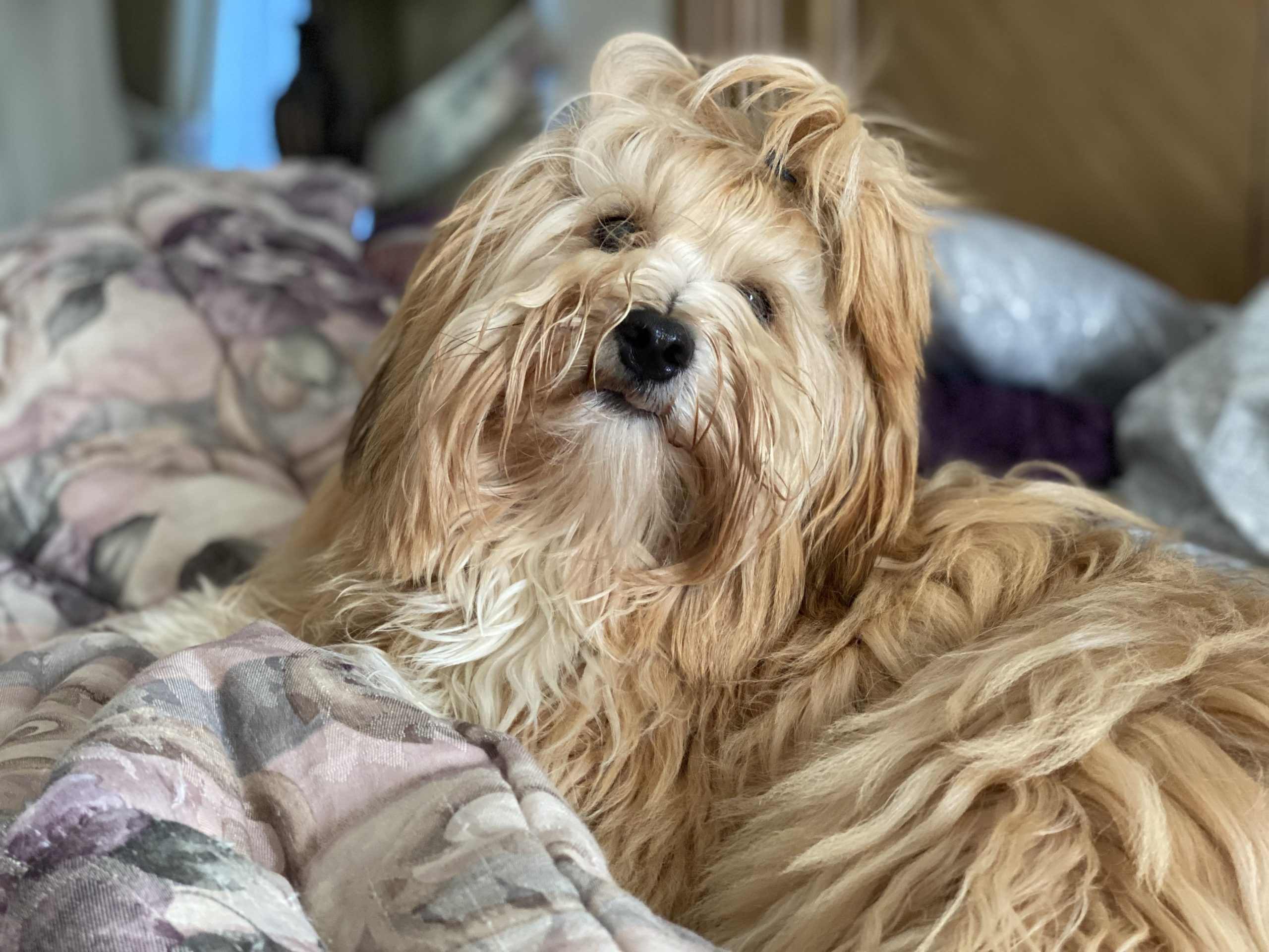 Ezra relaxing on bed