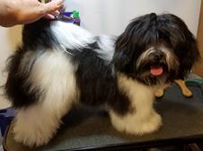 Lacee on Grooming table