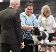 Lacee at showing on judging table