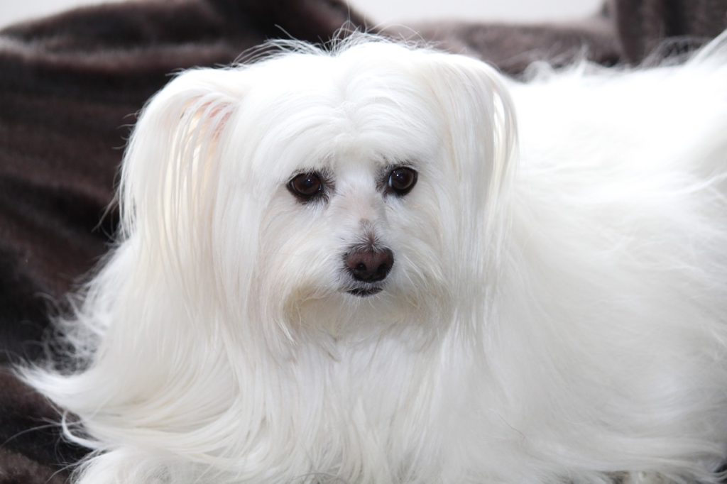 Maltese Dog