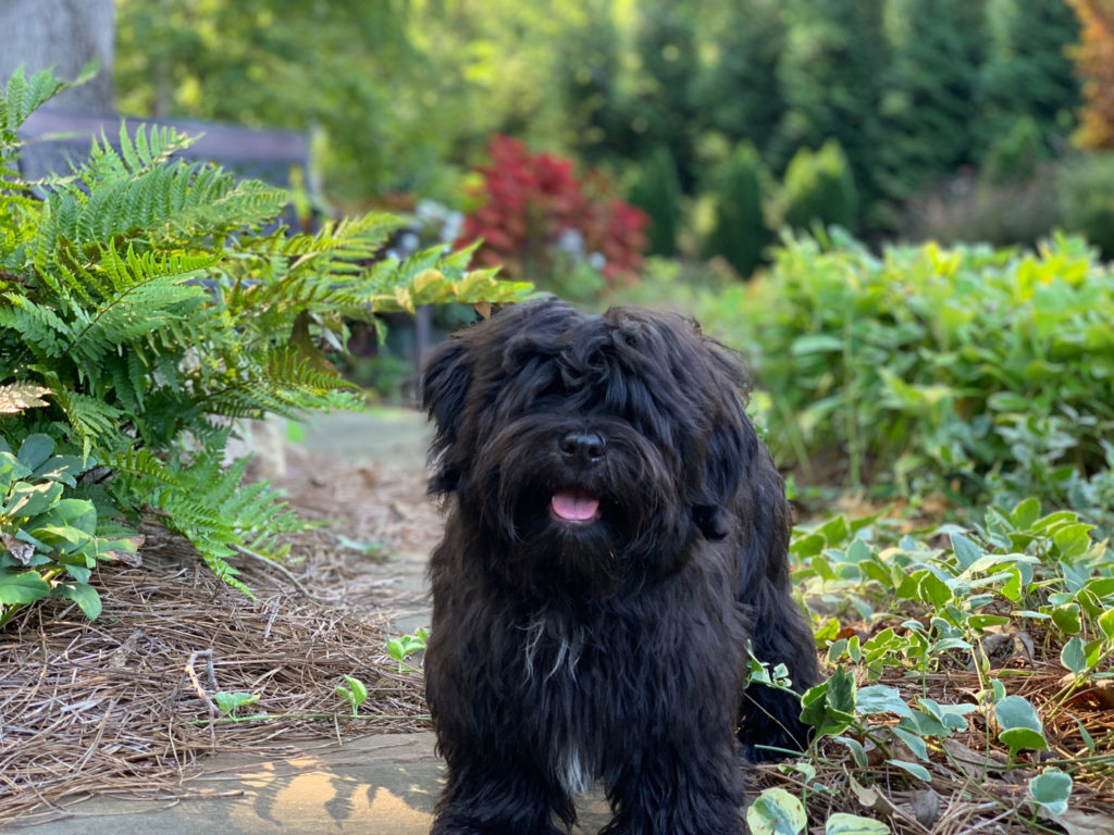 Max in Karen's garden