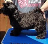 Max on grooming table