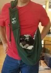 Puppy in sling