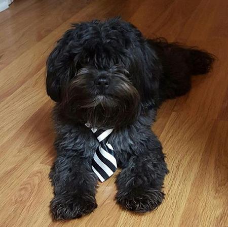 Tybo in tie