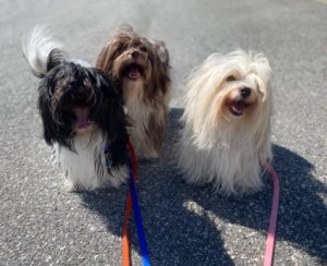 Lacee, Cricket, and Hailey walk