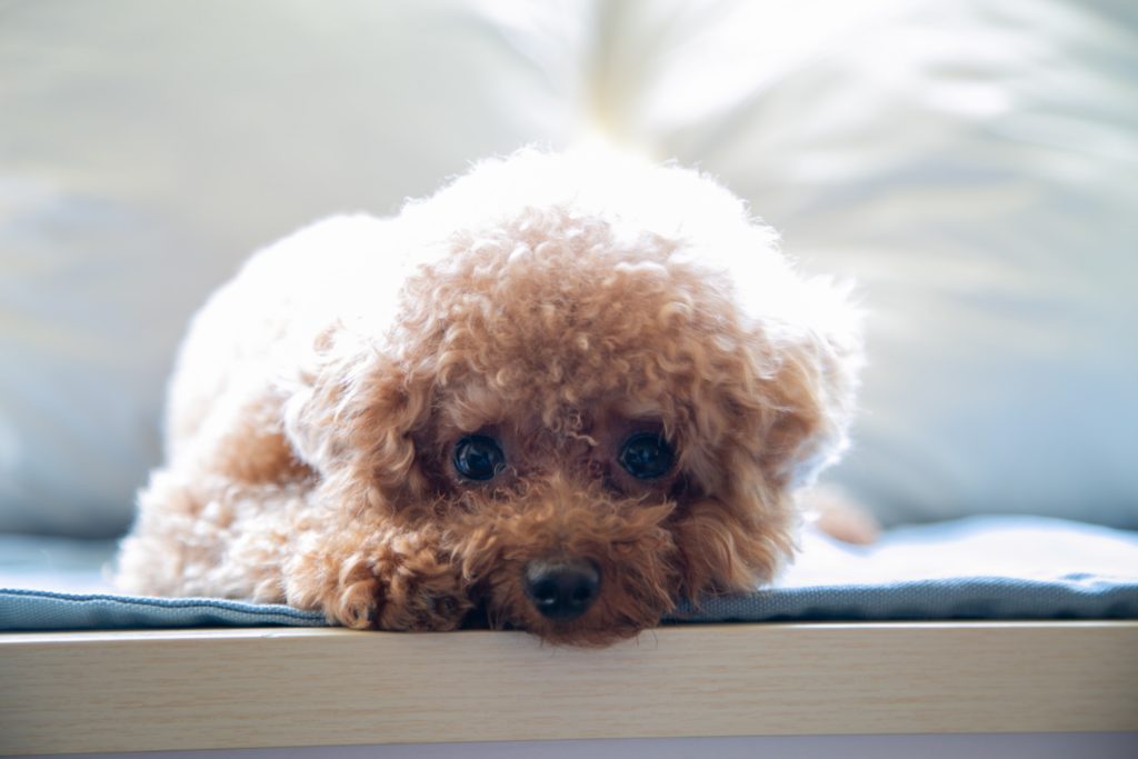 White toy poodle