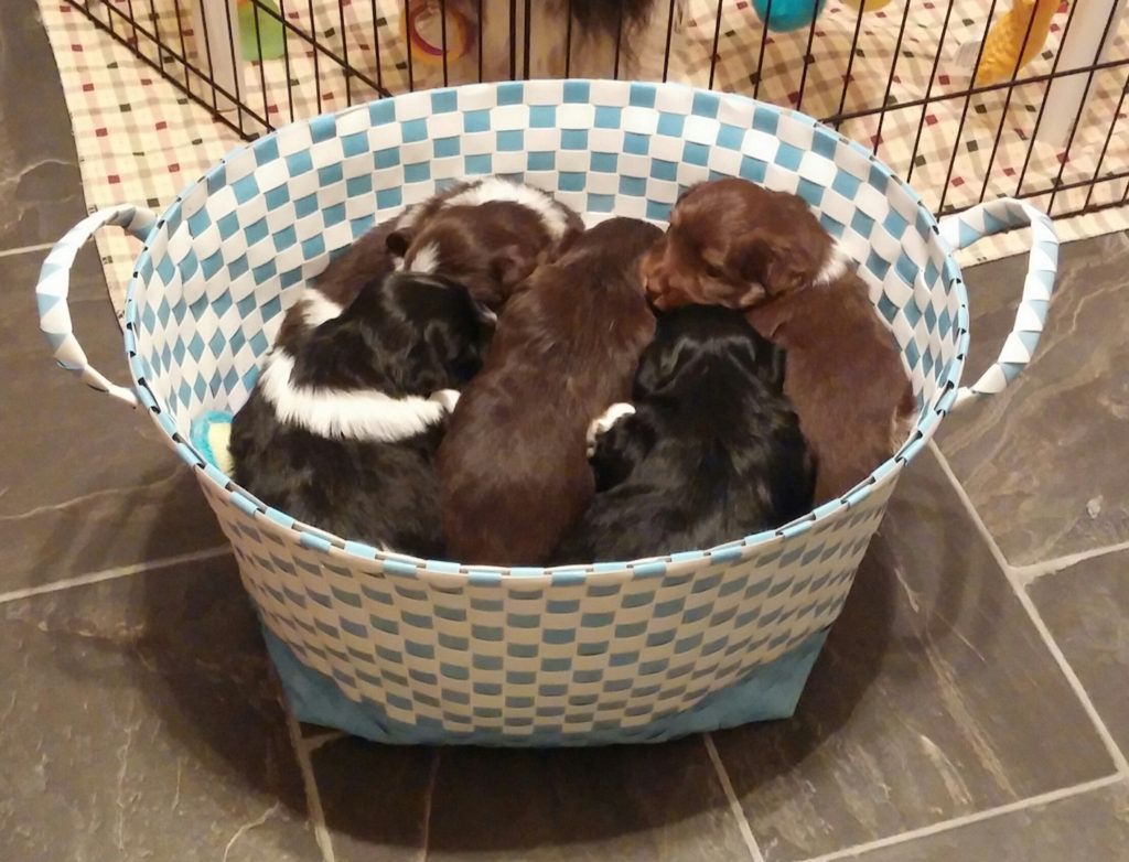 FaustHouse Basket of Pups