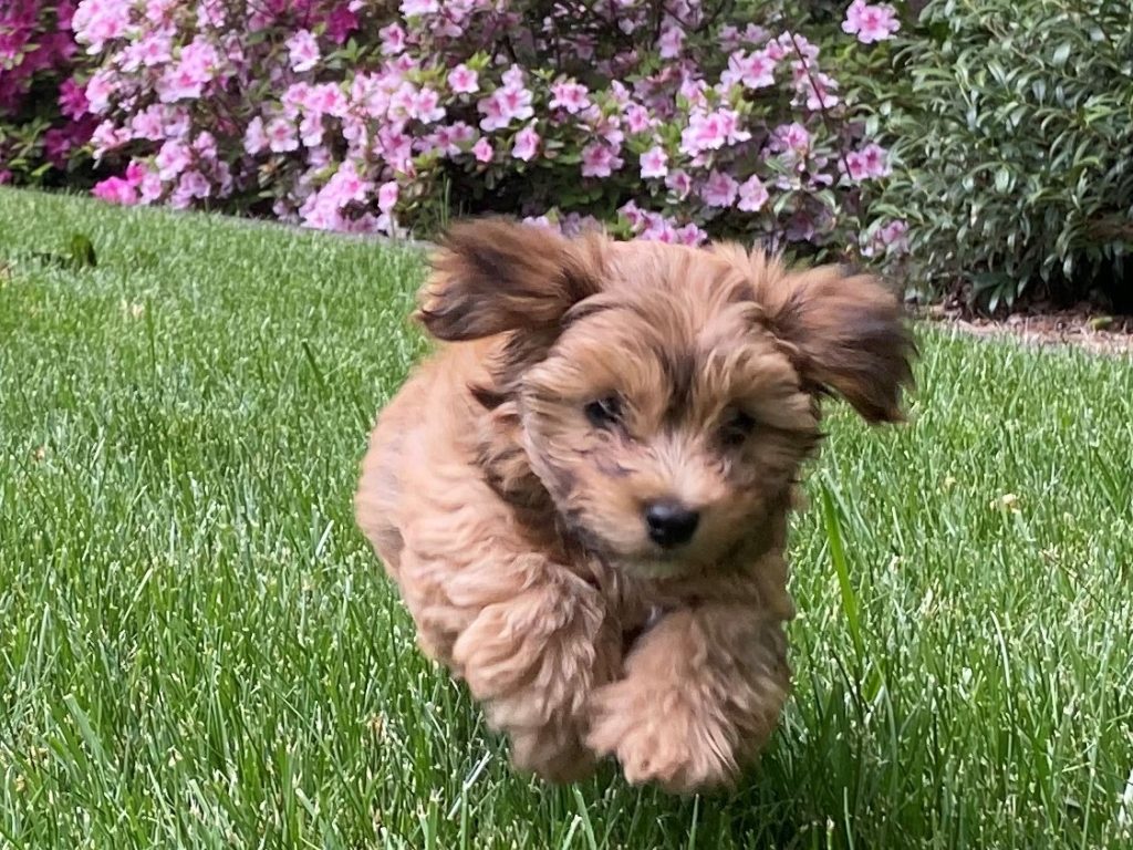 Leia running