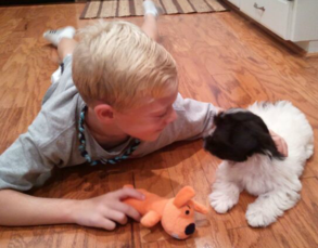 Boy earning Havanese trust