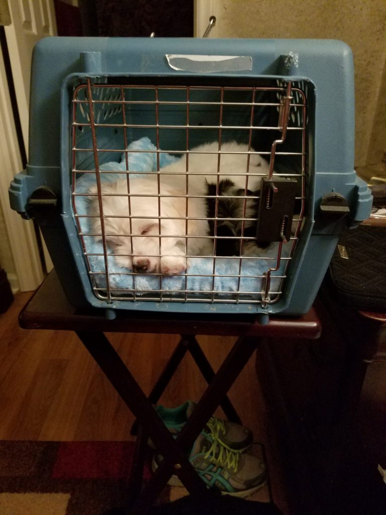 Dog in bedside crate