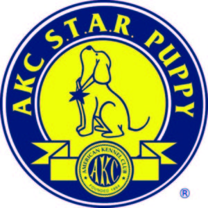 AKC Star Puppy