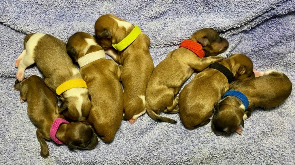 Leia's 7 pups