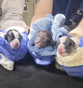 Evie's Pups after delivery