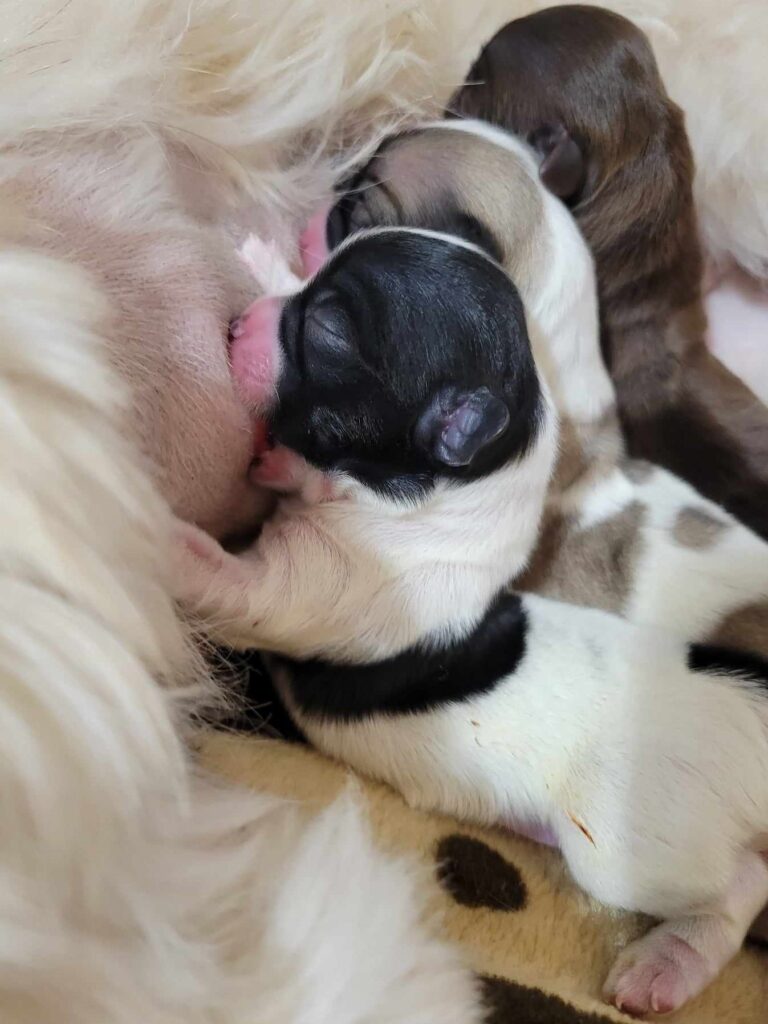 Evie & Londo's pups Day 1