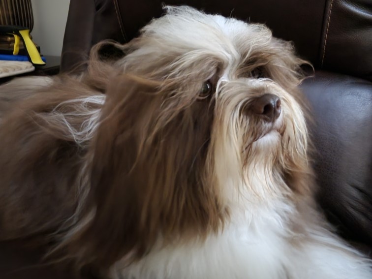 Hayden After Grooming