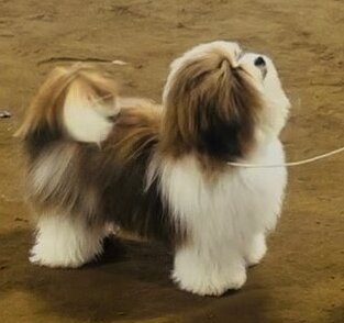 Ziva Lumberton Stacked