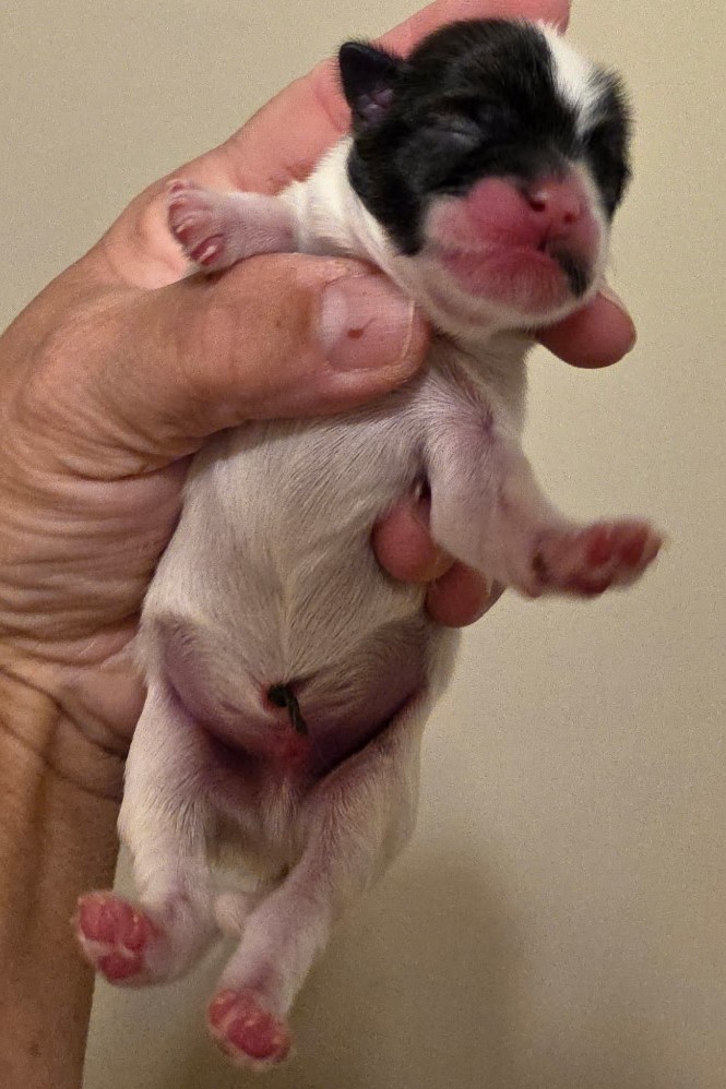 Evie's Boy 1 Day 1