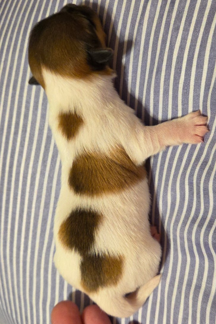 Ellie's Dottie Day 2