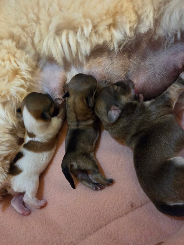 Ellie's Final Litter - 3 Girls