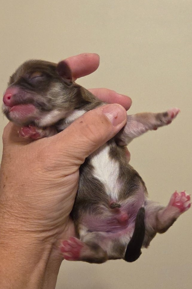 Evie's Boy 2 Day 1