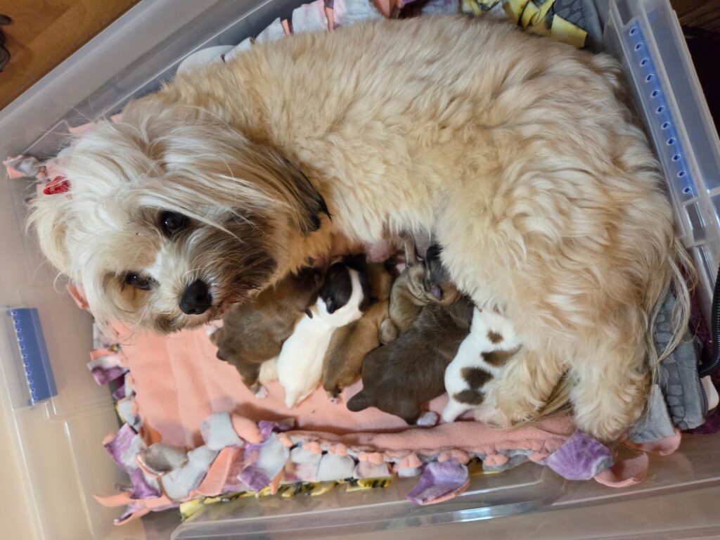 Evie Nursing Multiple Litters