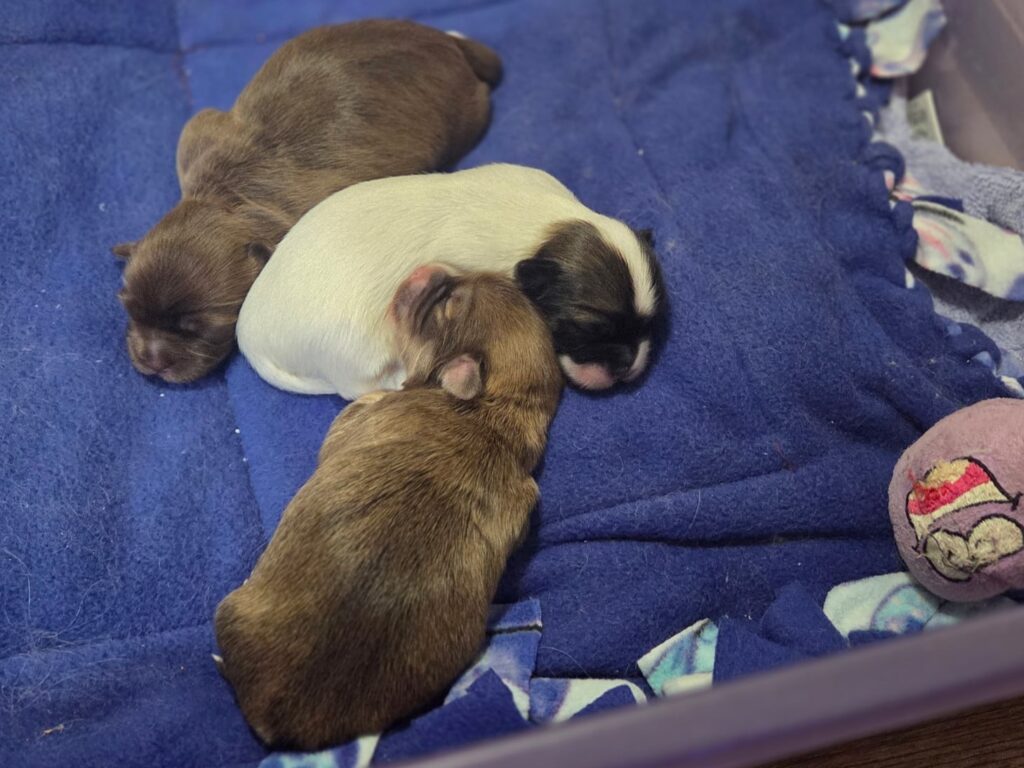 Evie's Pups Day 3