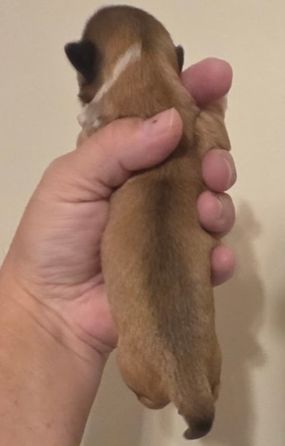 Ellie's Heidi Day 2