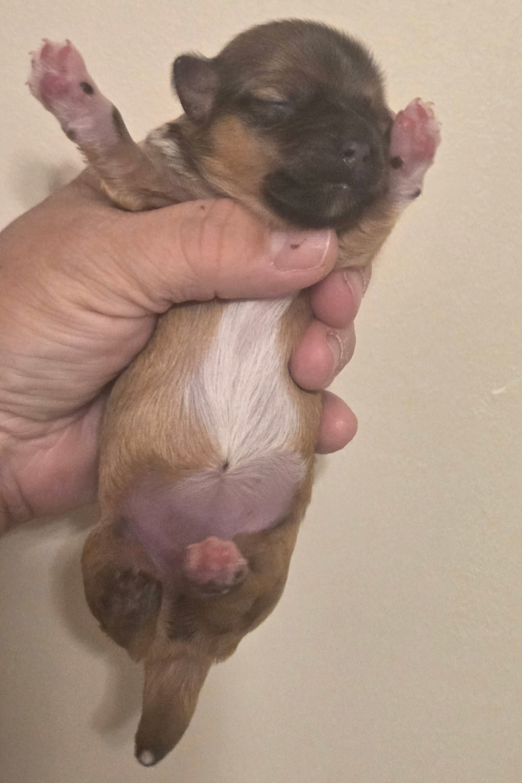 Ellie's Heidi Day 2