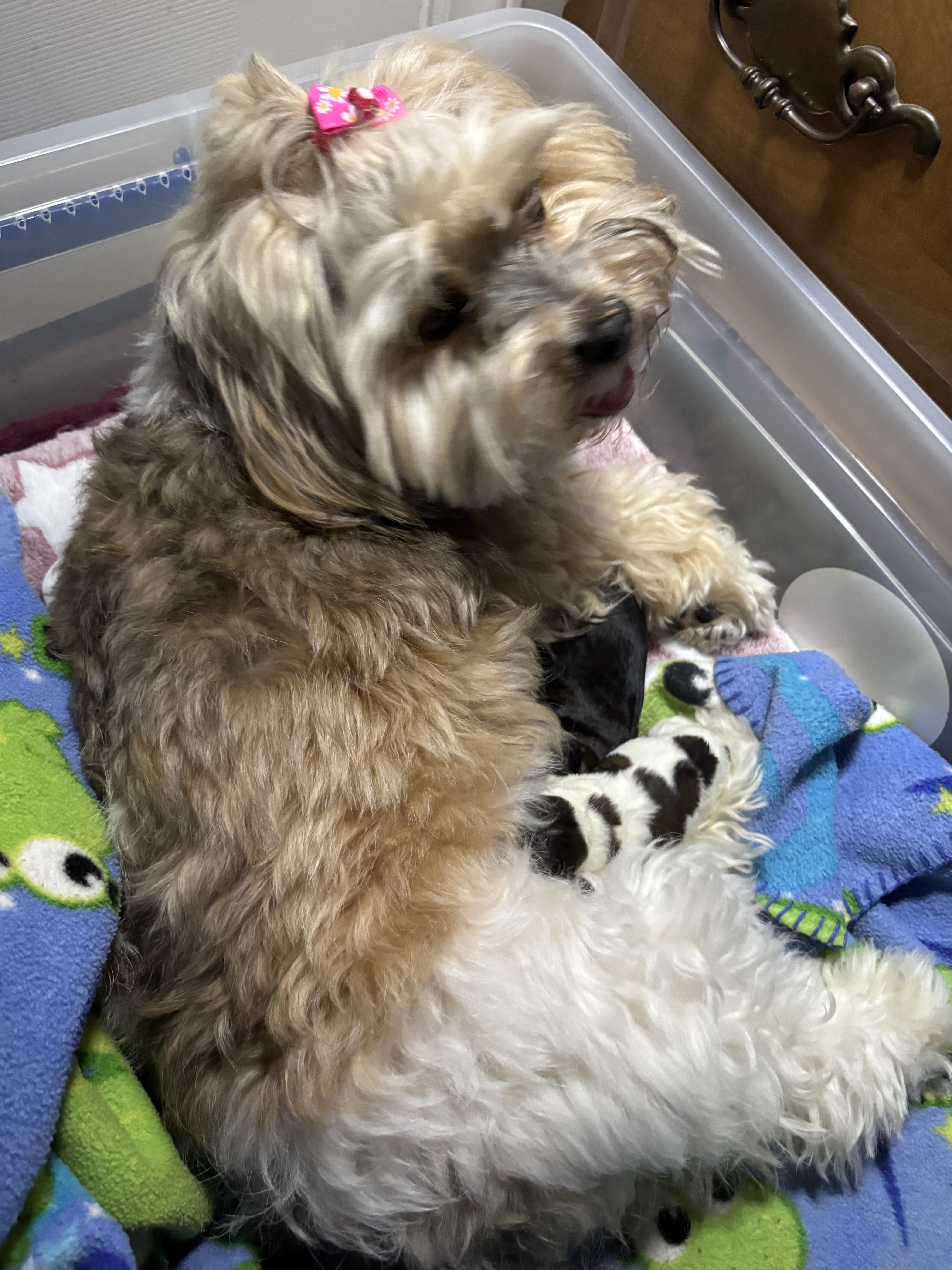 Josie Day 1 Nursing her babies